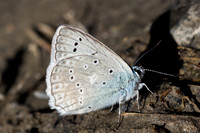 Polyommatus daphnis ♂-3198