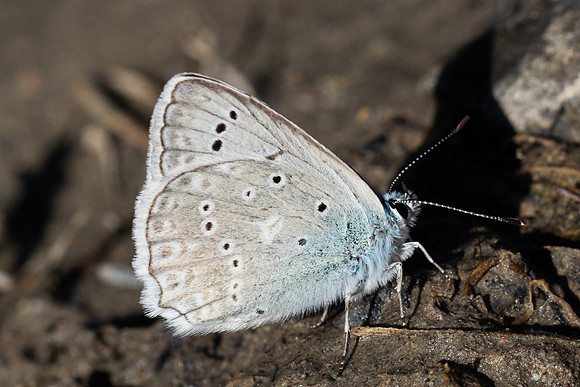 Polyommatus daphnis ♂-3198