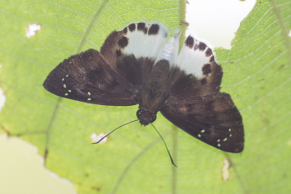 Tagiades ultra-4644  - Phanom Bencha Mountain - 23/11/23