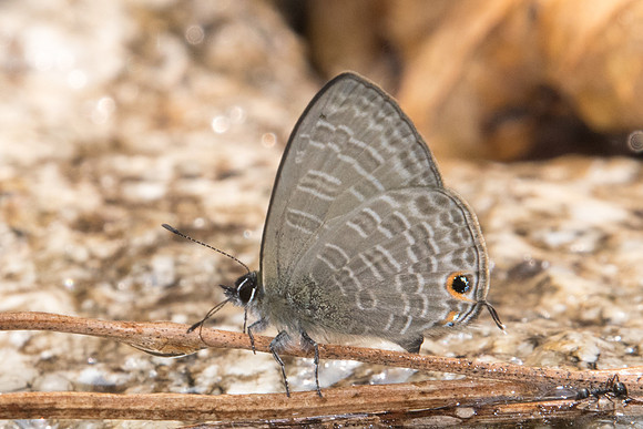 Nacaduba berenice id--0589 - Doi Suthep - 7/03/23