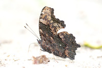 Kaniska canace-4854