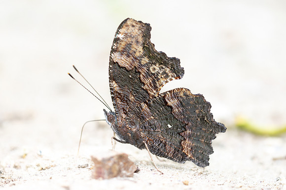 Kaniska canace-4854