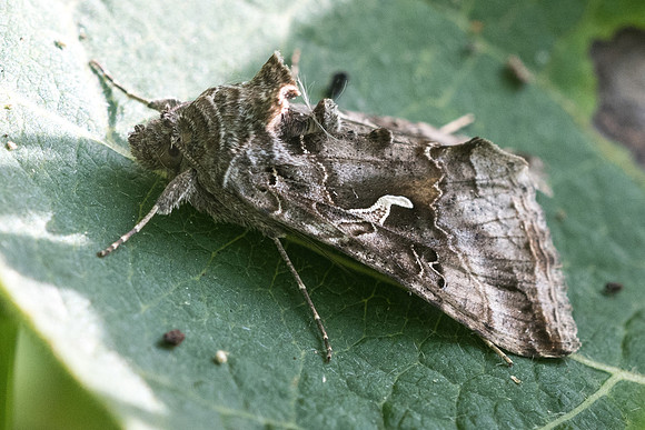 Autographa gamma-5718 - Lesigny