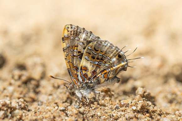 Catapaecilma major-4621  - Chiang Dao - 22/03/24