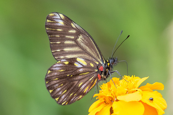 Catasticta ctemene rubricata --5820 - Salento - 6/05/19