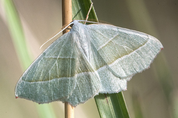 Campaea margaritaria -7124 - Fontainebleau - 27/08/22