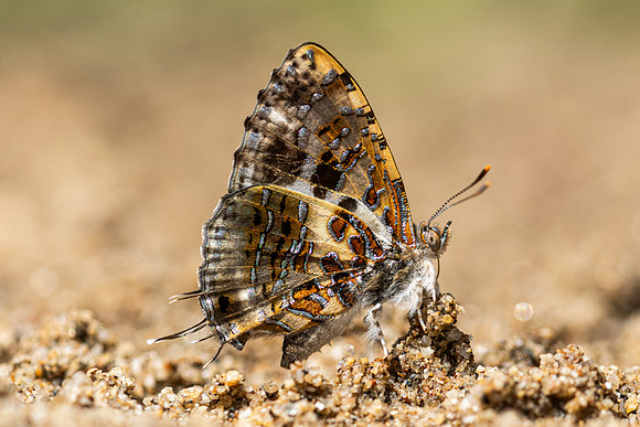 Catapaecilma major-4565 - Chiang Dao - 22/03/24
