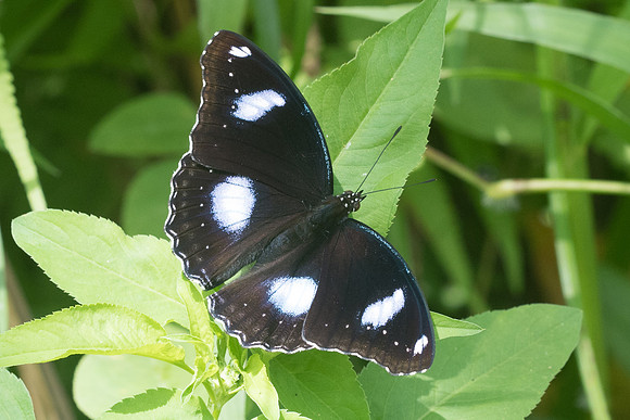 Hypolimnas bolina jacintha-8213 - Koh samui -  16/03/23