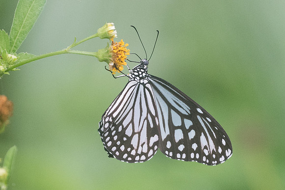 Parantica aglea melanoides-3843 - Krabi - 22/11/23