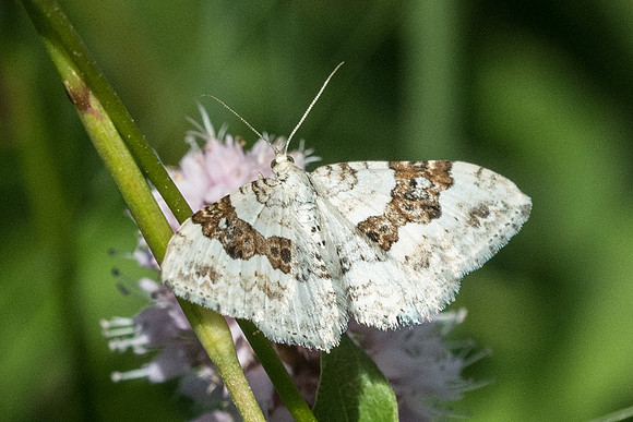 Xanthorhoe montanata - 0827 - Noel-cerneux - 10/06/22