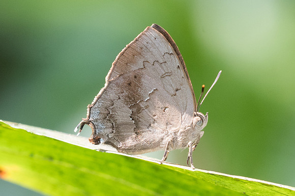 Surendra quercetorum-6576 - Railay - 25/11/23