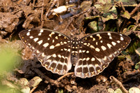 Lexias pardalis-1587