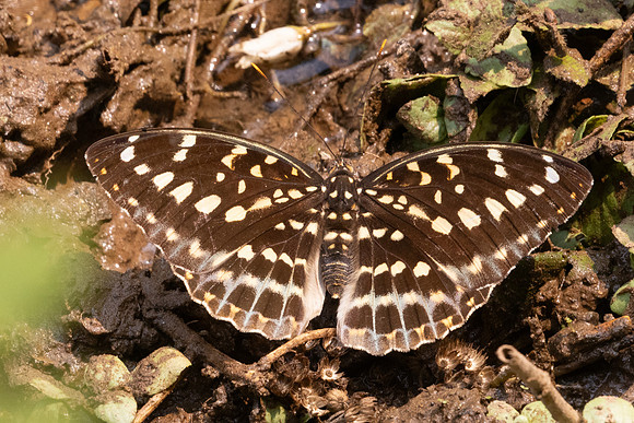 Lexias pardalis-1587