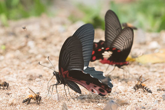 Papilio alcmenor-1046 - - Chiang Dao  - 11/03/23