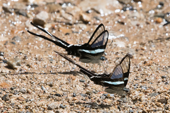 Lamproptera meges- Chiang Dao -15/11/23 - 2489
