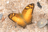 Vagrans sinha-4952- Chiang Dao  - 11/03/23