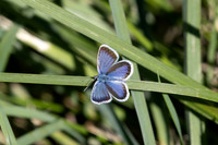 Plebejus argus-2566