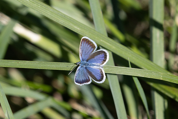 Plebejus argus-2566