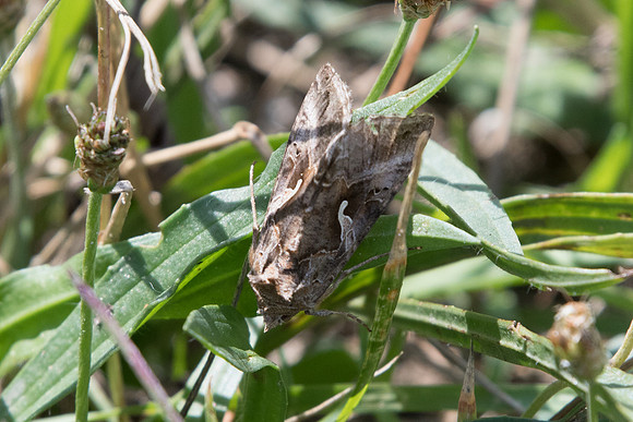 Autographa gamma