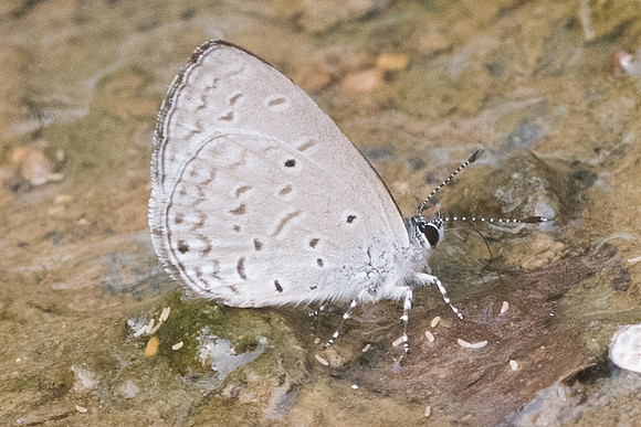 Celastrina lavendularis - 8233- Chiang dao - 11/03/23