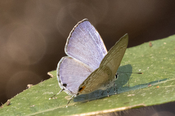 Catochrysops strabo-6785 - Doi-Suthep - 28/03/24