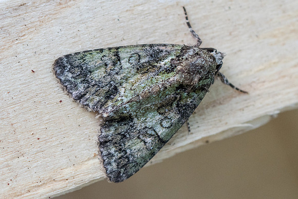 Polyphaenis sericata-9632