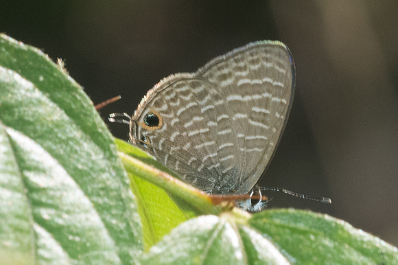 Ionolyce helicon -0548 - Doi-Suthep - 13/11/23