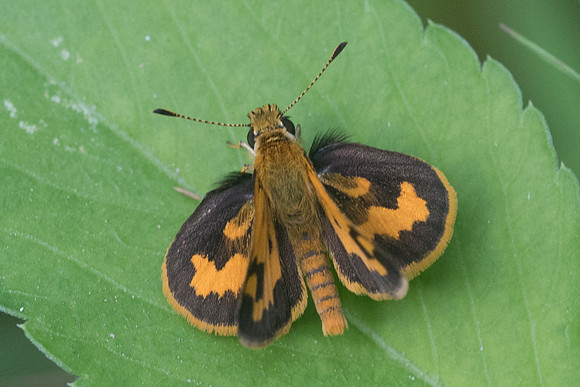 Taractrocera archias id-4051 - Krabi - 22/11/23