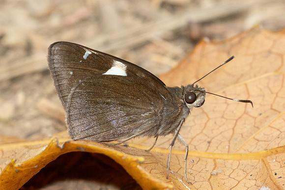 NOTOCRYPTA FEISTHAMELII-4005 - Doi Pha Hom Pok - 20/03/24