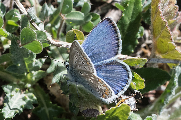 Polyommatus celina-7839 - Montejaque