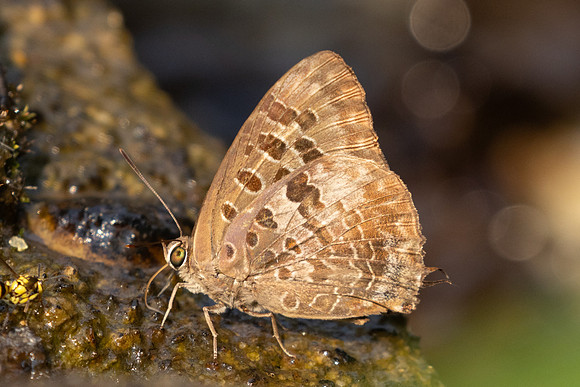Arhopala hellenore -6810 - Doi-Suthep - 28/03/24
