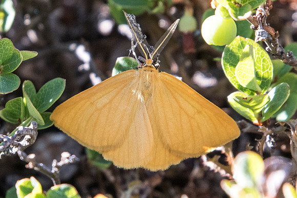 Crocota tinctaria-5650