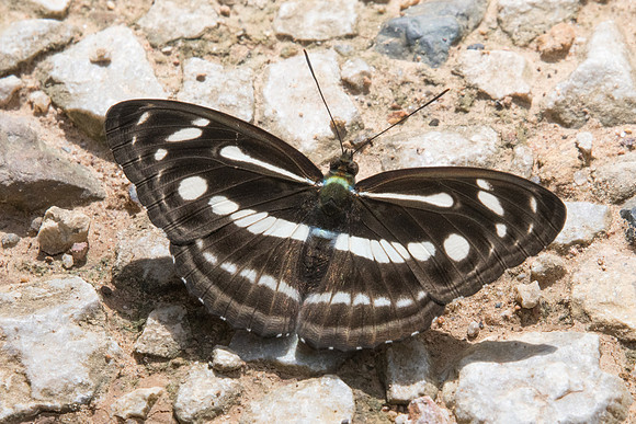 Athyma pravara indosinica-8242- Chiang Dao - 14/11/23