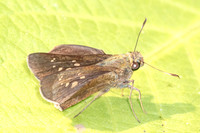 Caltoris cahira-4162- Doi Inthanon - 24/03/25