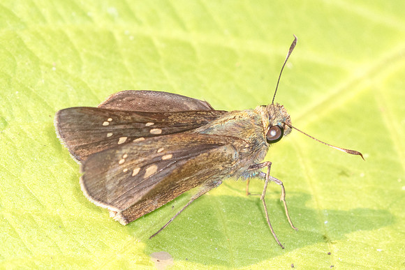Caltoris cahira-4162- Doi Inthanon - 24/03/25