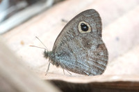 Ypthima nebulosa-4496 - Doi-Suthep 9/03/23