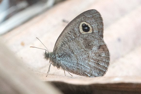 Ypthima nebulosa-4496 - Doi-Suthep 9/03/23