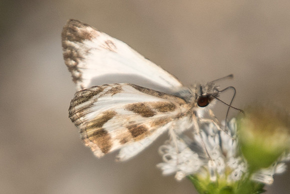 Heliopetes m. macaira-0488