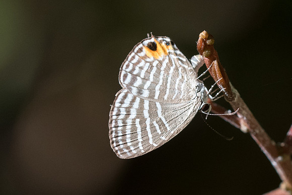 Jamides malaccanus malaccanus-7071 - Khao Phanom Bencha National Park - 28/11/23