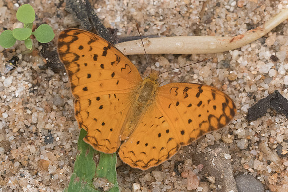 Phalanta phalanta-3768 - Chiang  Dao - 12/03/23