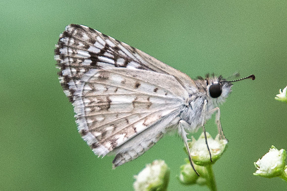 Pyrgus philetas-1612