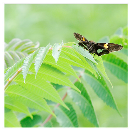 Butterfly Canada 6-tile