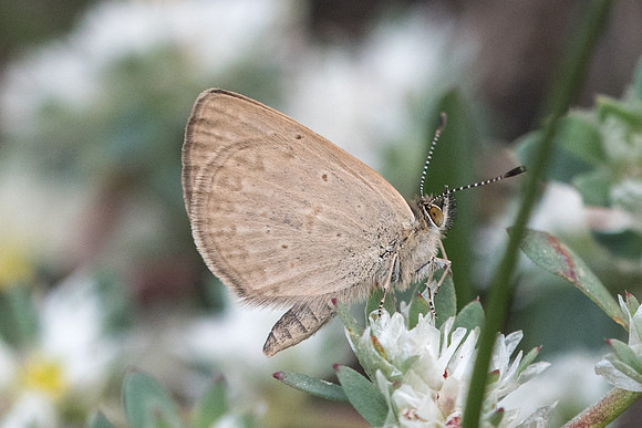 Zizeria knysna-7509 - Malaga - 7/03/22