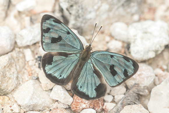 Dynamine postverta-2026