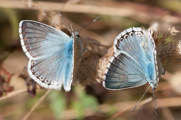 Polyommatus coridon