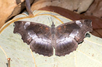 Laringa horsfieldii glaucescens-5845 - - Doi Suthep 1577m - 27/03/25