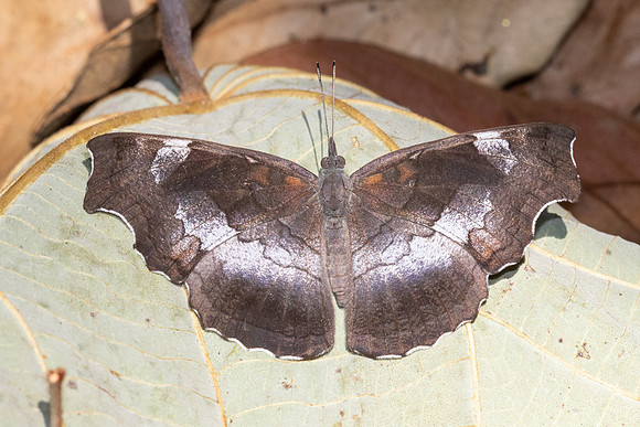 Laringa horsfieldii glaucescens-5845 - - Doi Suthep 1577m - 27/03/25