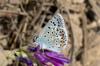 Polyommatus escheri -1662