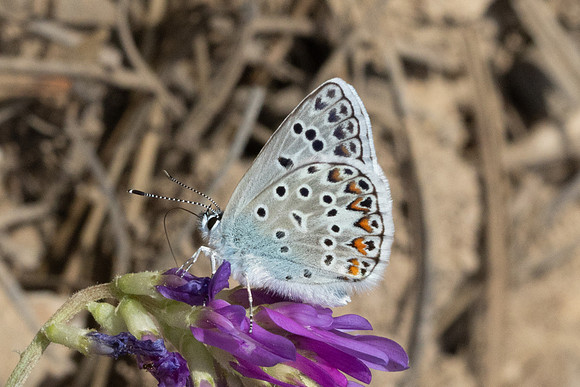 Polyommatus escheri -1662