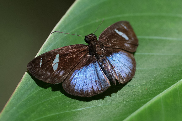 Pythonides jovianus --3250  - Bucaramanga - 16/05/19